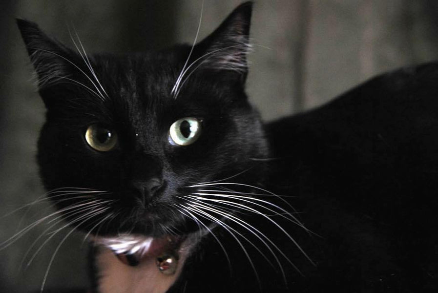 The Tale of Ozzy: A Tuxedo Cat with a Split Personality